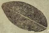 Fossil Leaf (Cedrelospermum & Leguminosites) Plate - Utah #323321-3